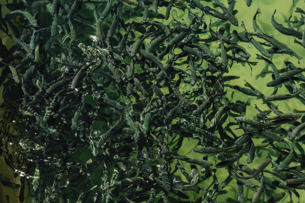 Dichter Schwarm gezüchteter Fische von oben in einem Produktionsbehälter